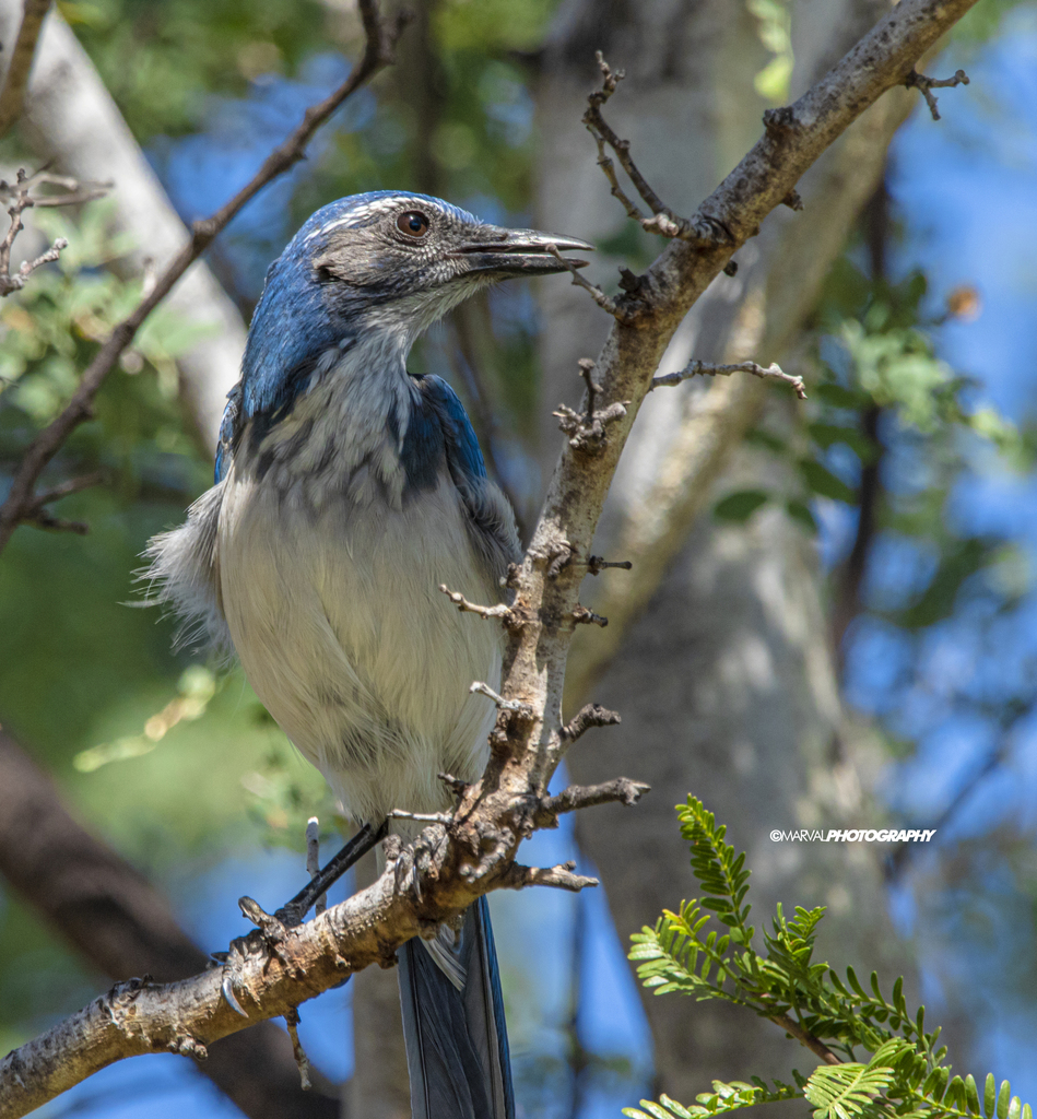 Jay Explorers ๅ ๅท็ไธ้ธฆ (California Scrub-Jay) - Wild Explorer / ๅจ็ฉๆข็ดข็ฌ่ฎฐ