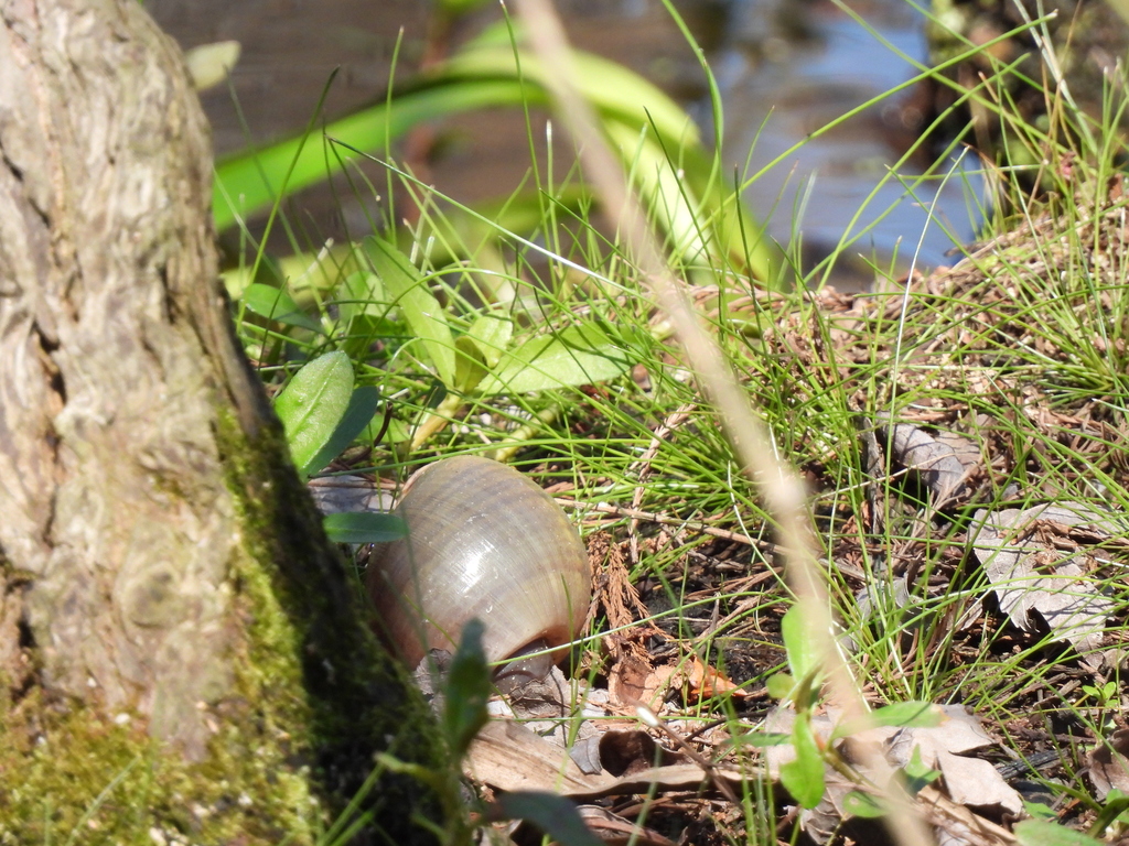 Snail Explorer 巨型苹果螺 (Giant Apple Snail) - Wild Explorer / 动物探索笔记