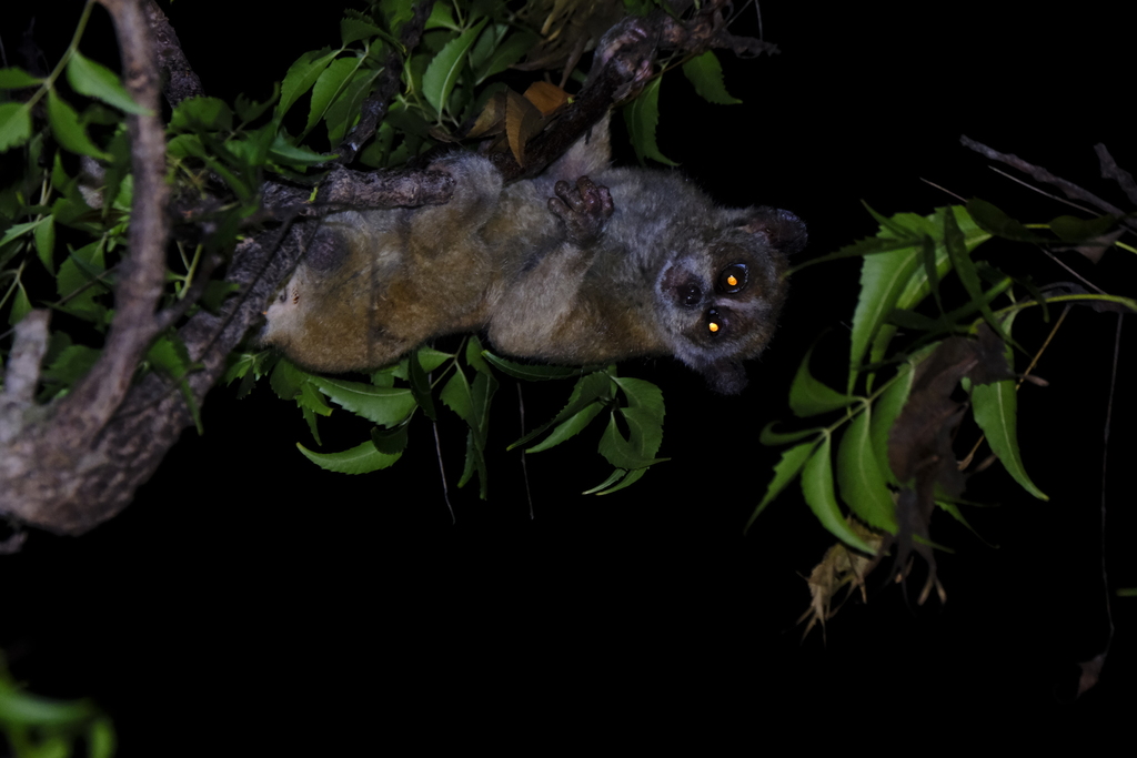 小懒猴 (Pygmy Slow Loris) - Wild Explorer / 动物探索笔记